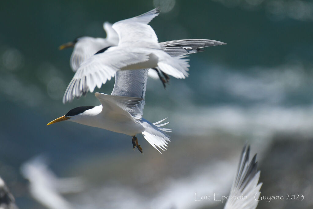 Cabot's Tern (eurygnathus)