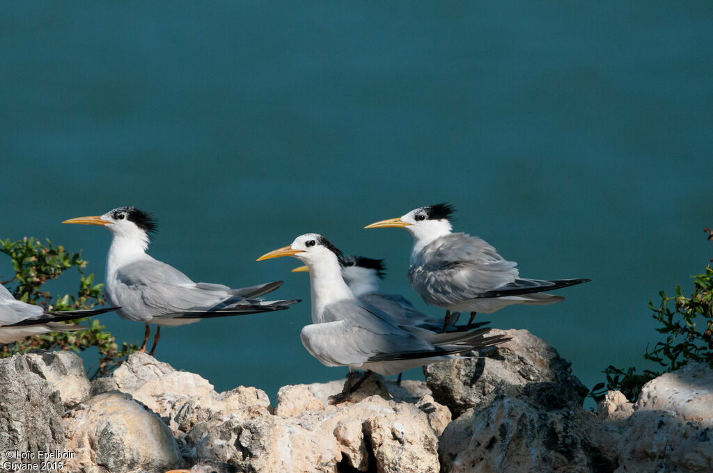 Cabot's Tern (eurygnathus)