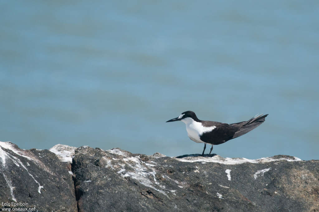 Sooty Ternadult breeding, identification