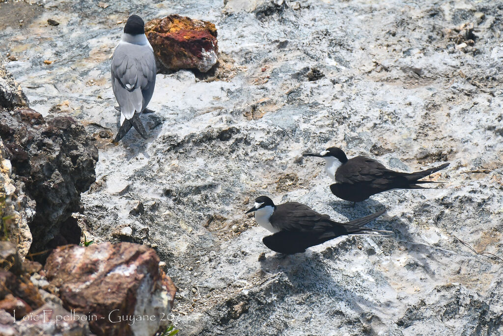 Sooty Tern