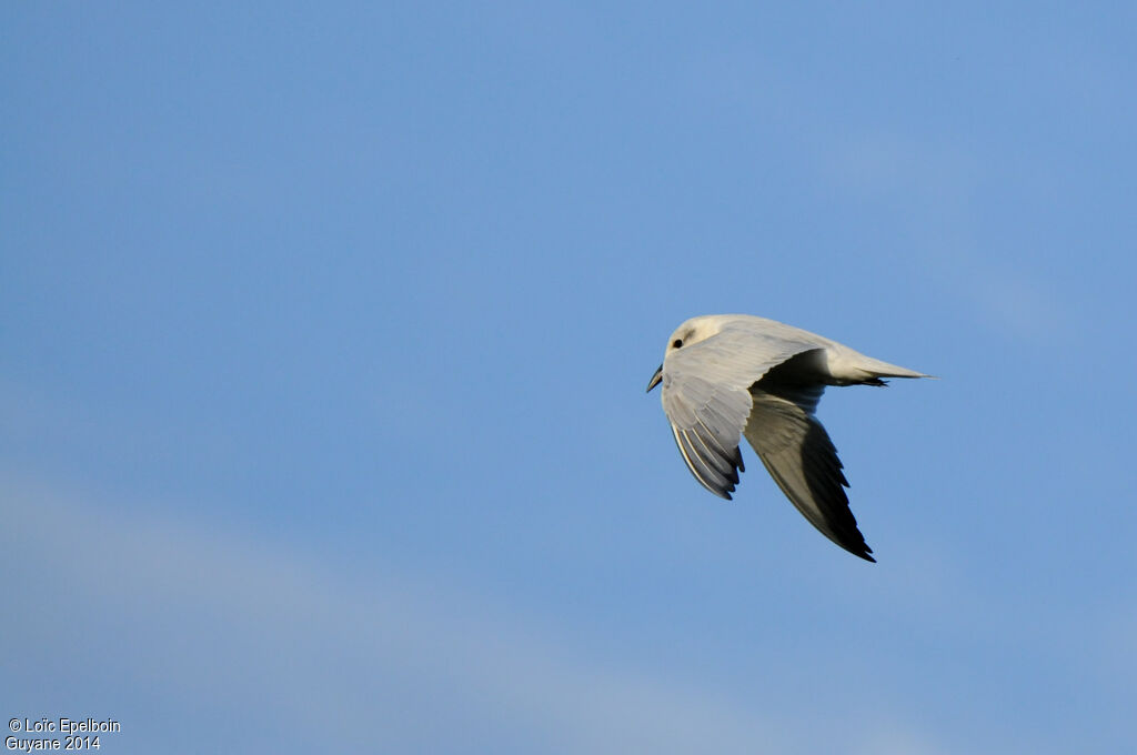Gull-billed Tern