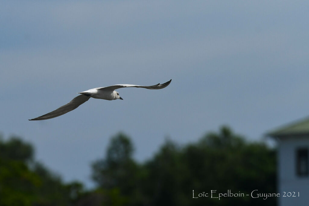 Gull-billed Tern