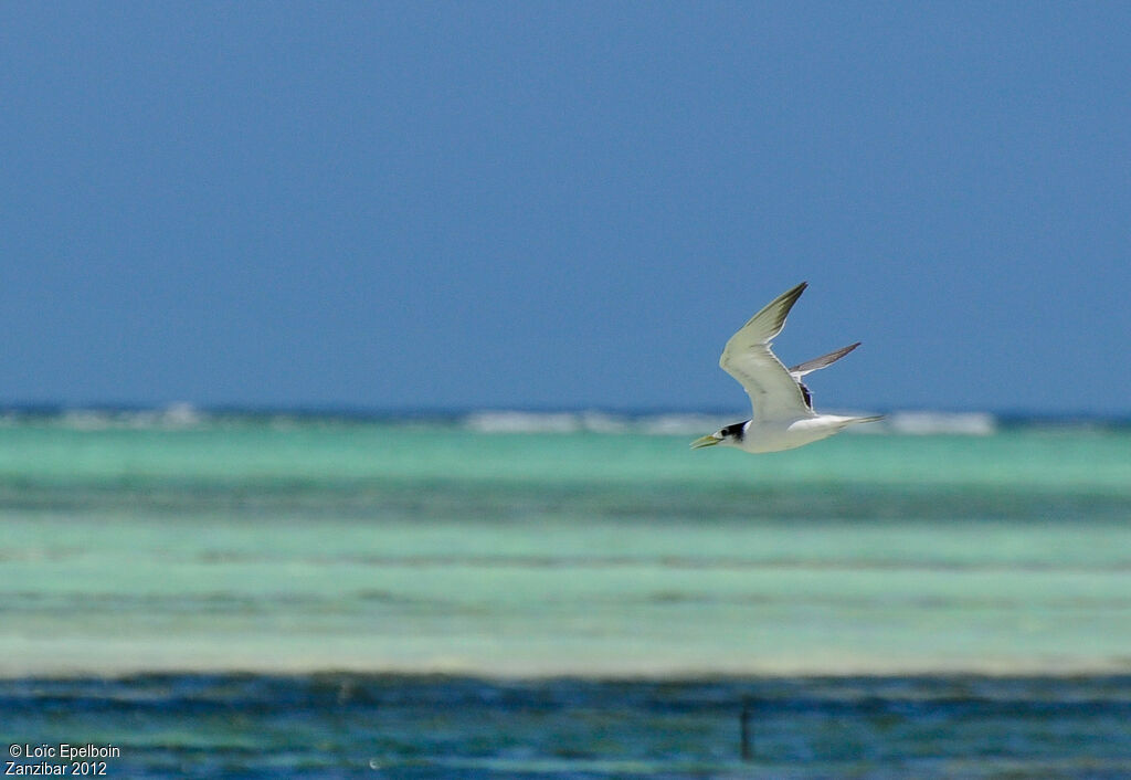 Greater Crested Tern