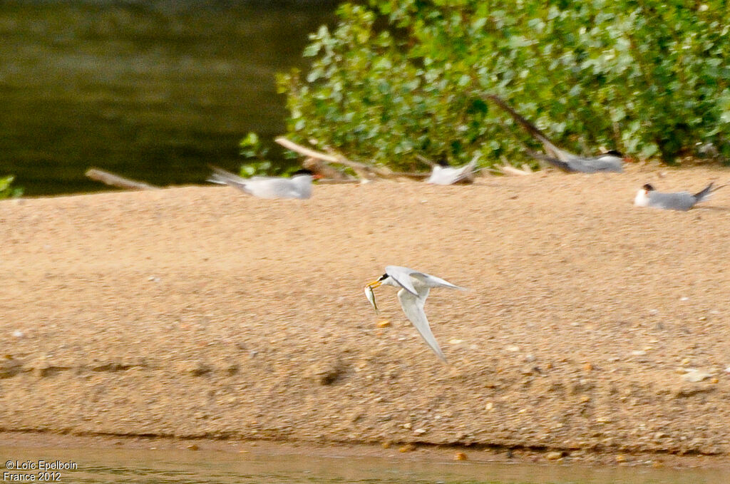 Little Tern