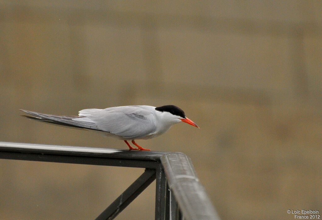 Common Tern