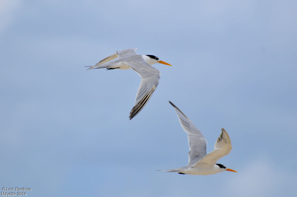 Lesser Crested Tern