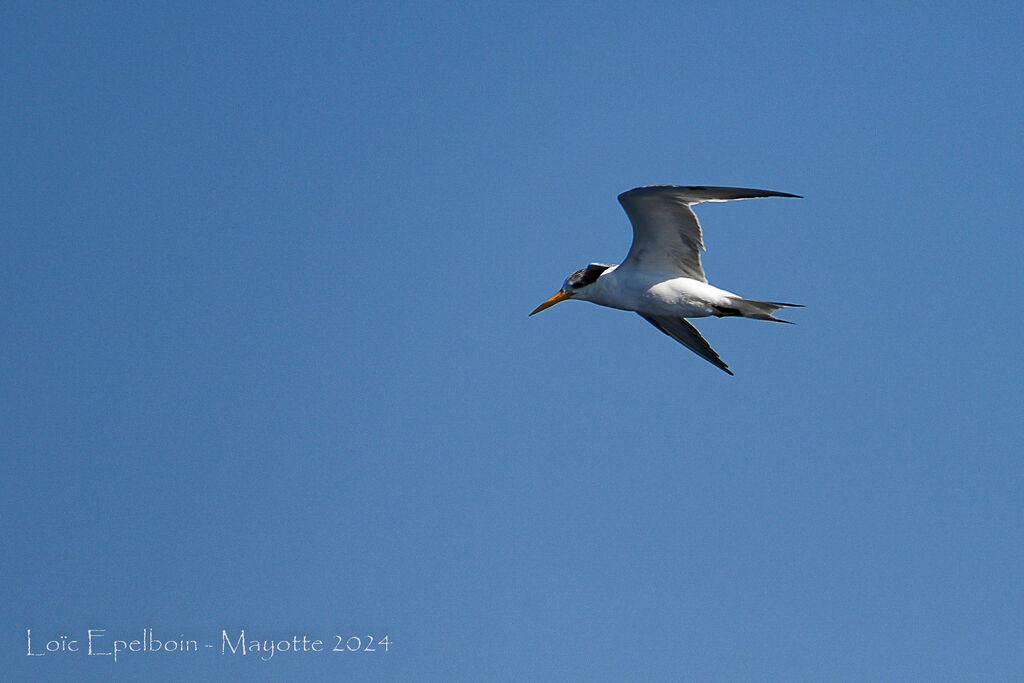 Lesser Crested Tern