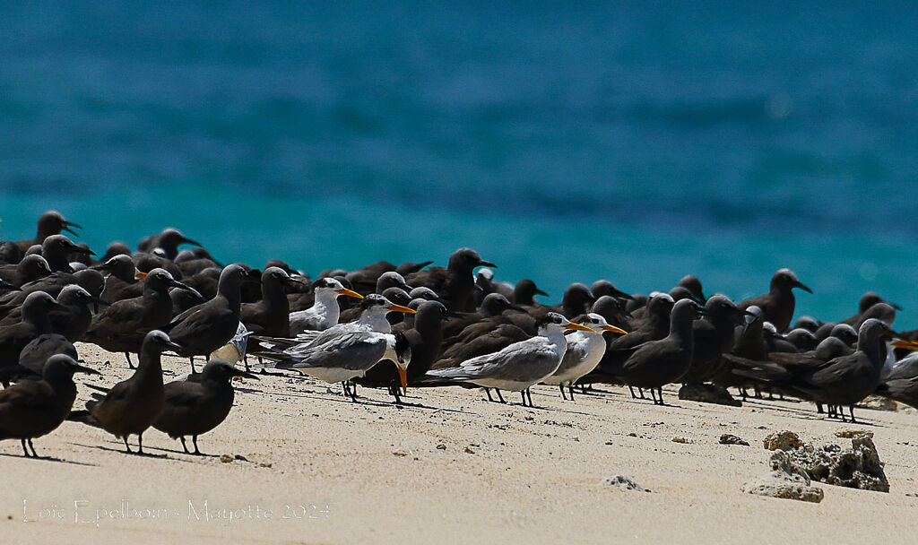 Lesser Crested Tern