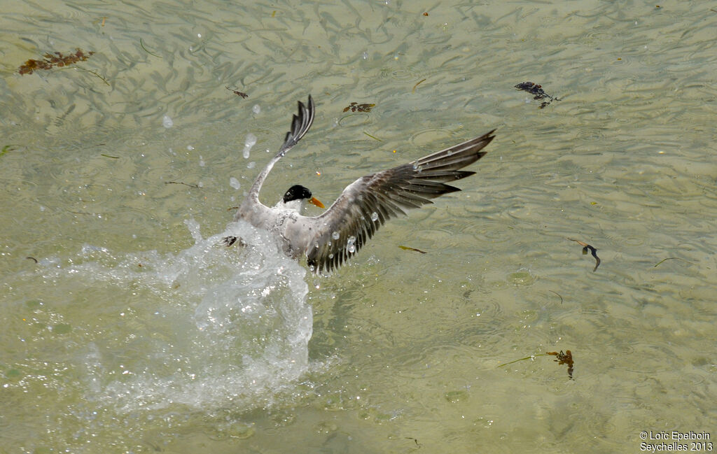 Lesser Crested Tern