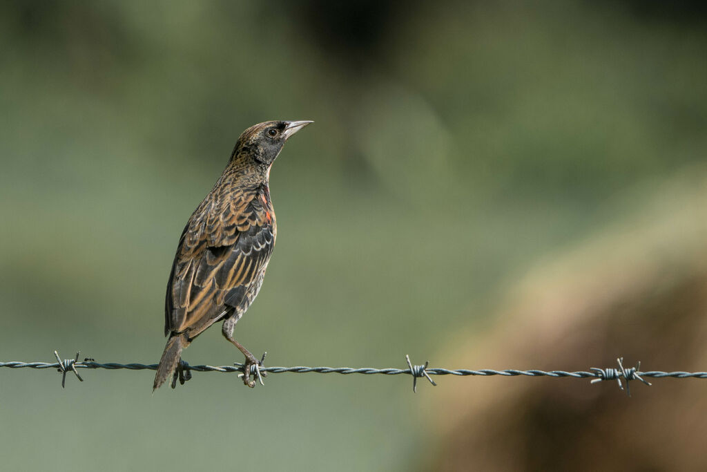 Red-breasted Meadowlark