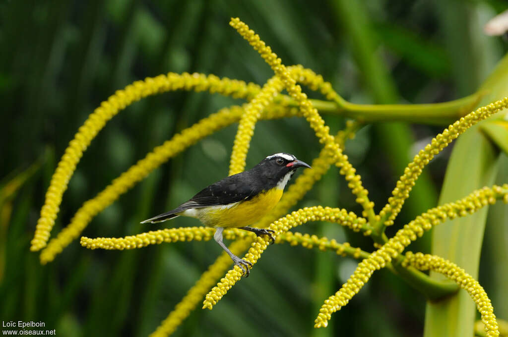 Bananaquitadult, habitat, camouflage, pigmentation