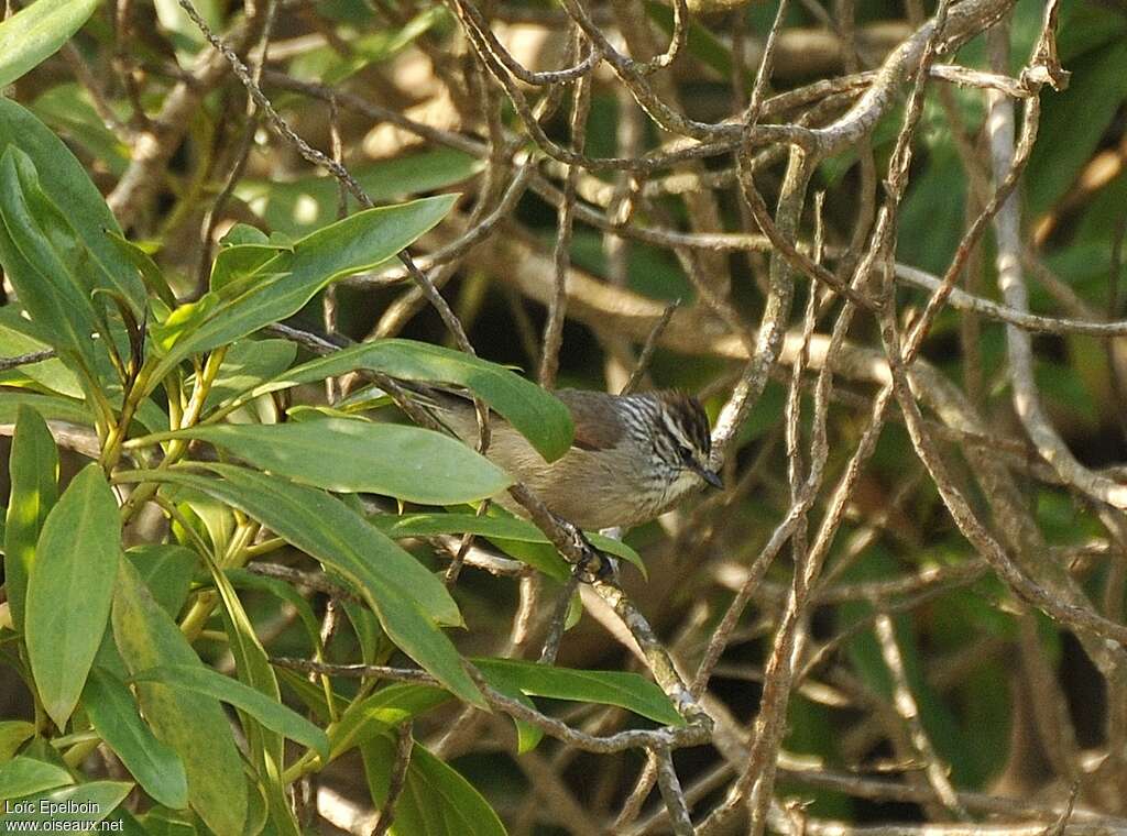 Plain-mantled Tit-Spinetailadult, habitat
