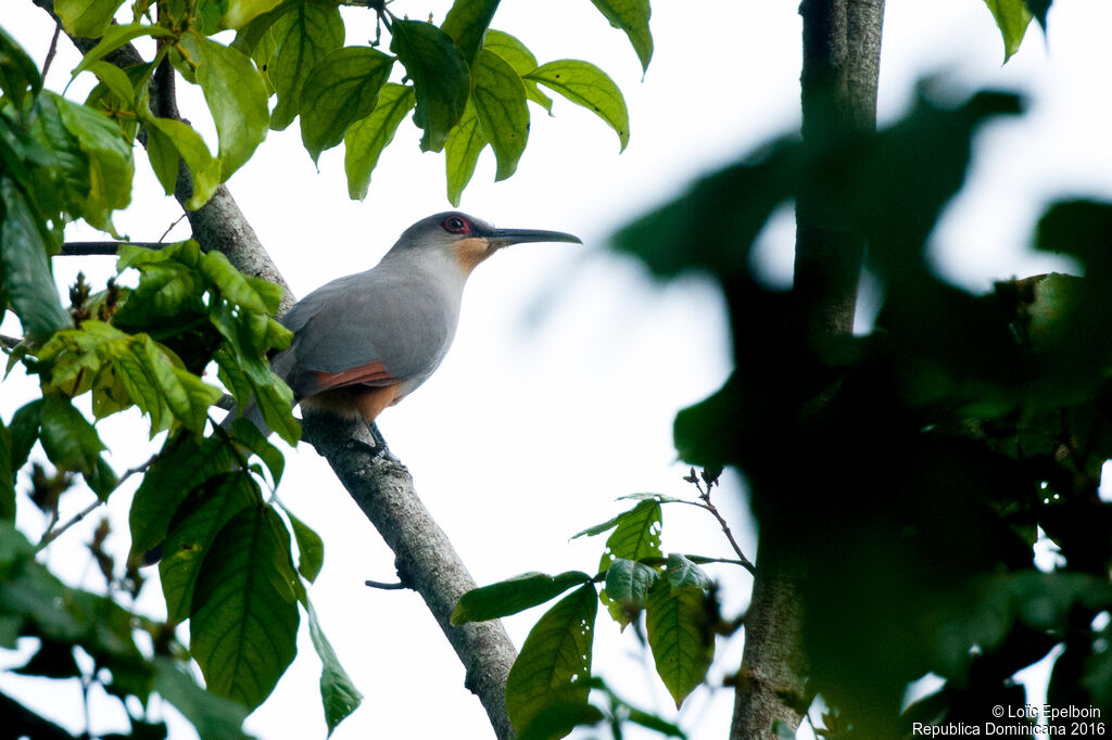 Hispaniolan Lizard Cuckoo