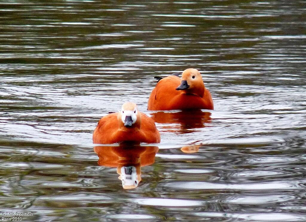 Ruddy Shelduck