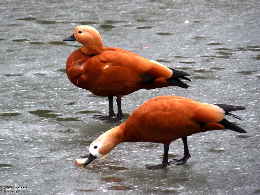 Ruddy Shelduck