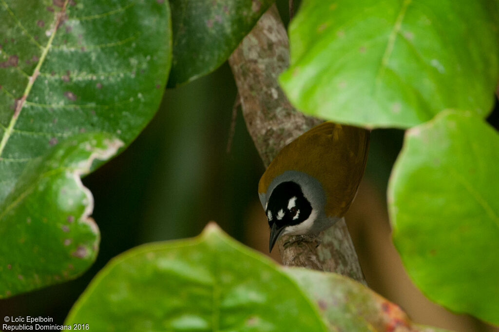 Tangara à couronne noire