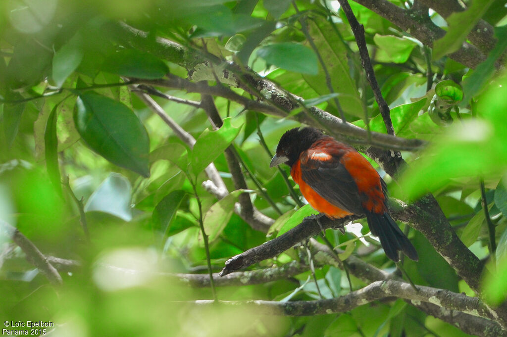 Tangara à dos rouge