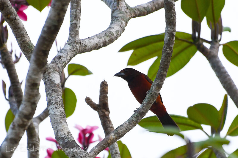 Tangara à dos rouge