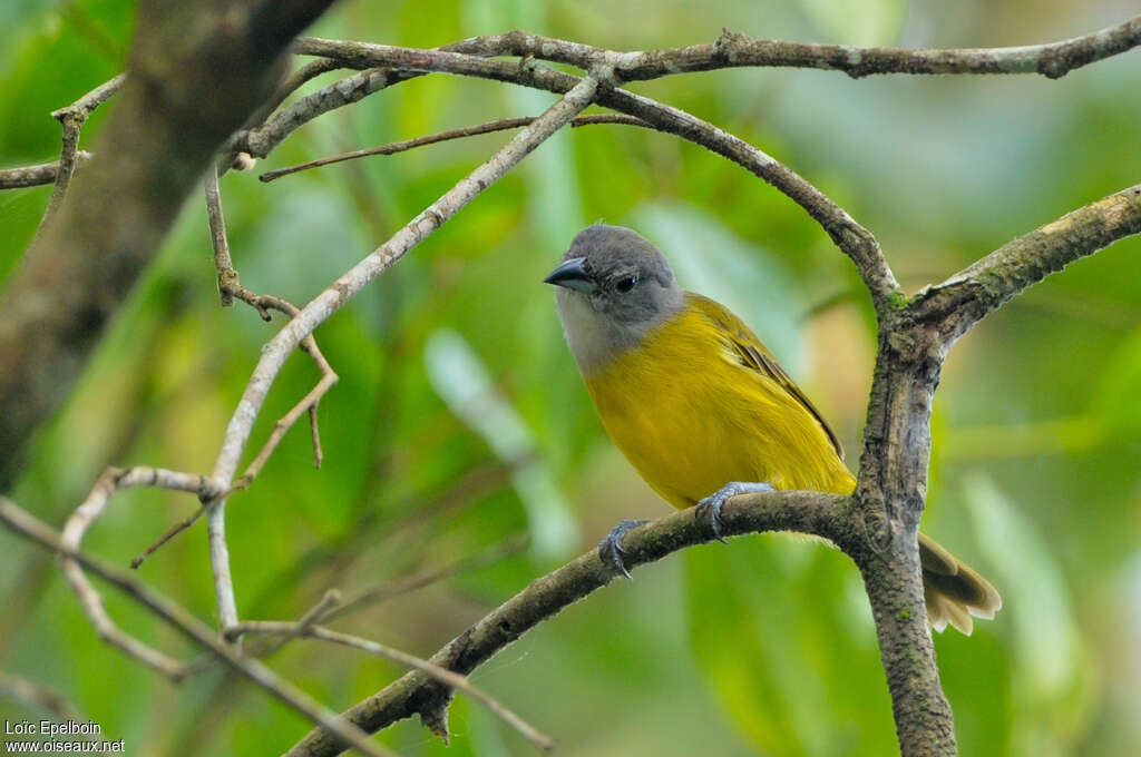 Tangara à épaulettes blanches femelle adulte, identification