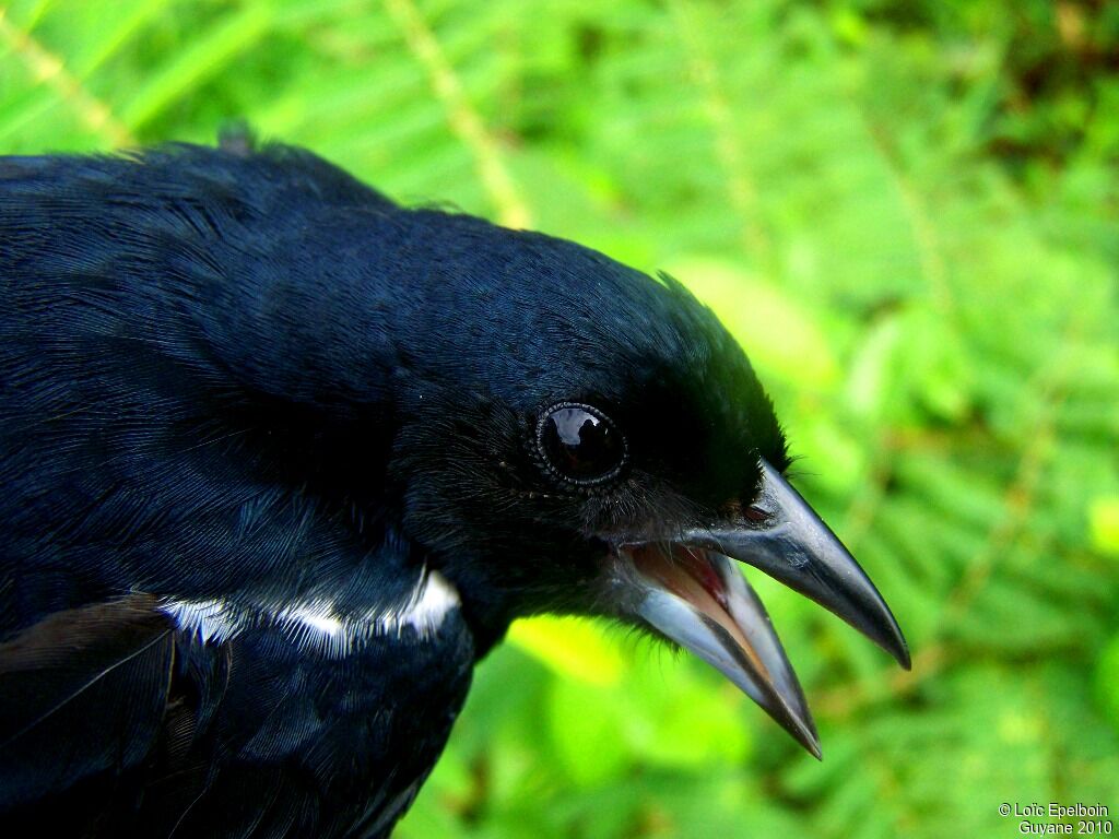 Tangara à galons blancs