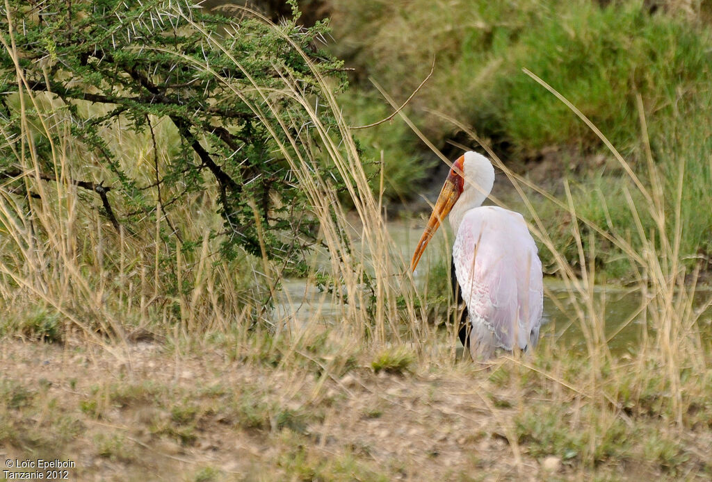 Tantale ibis