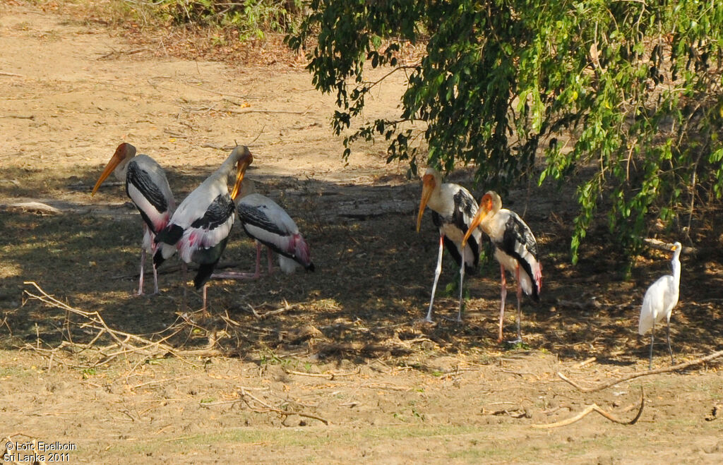 Painted Stork