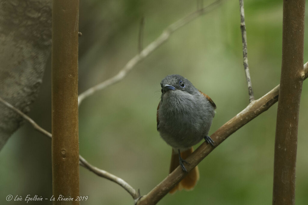 Mascarene Paradise Flycatcher