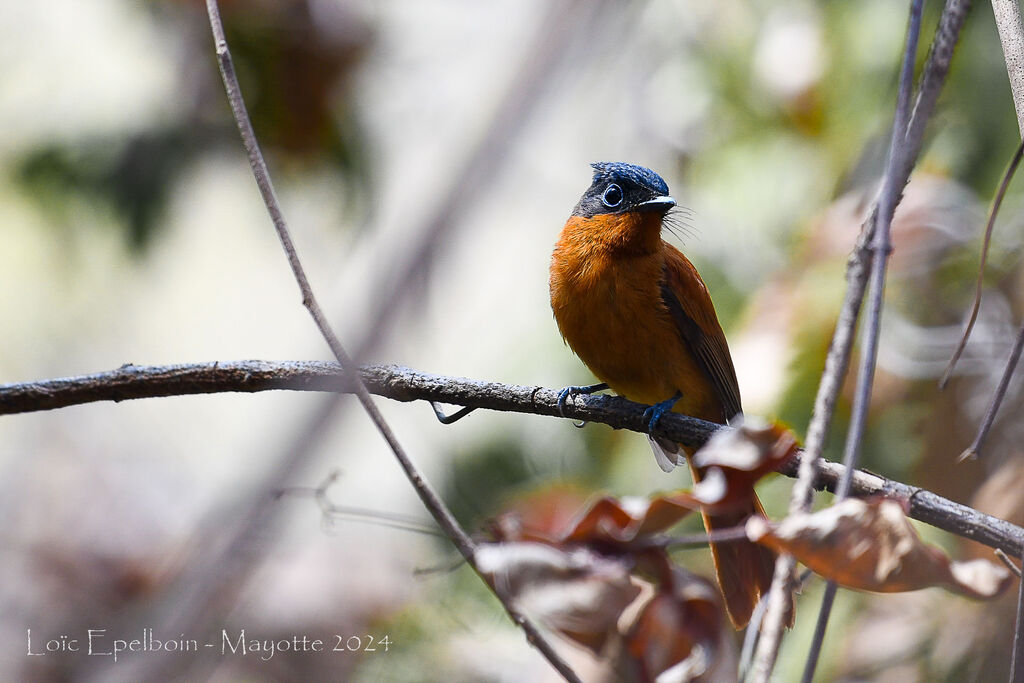 Malagasy Paradise Flycatcher