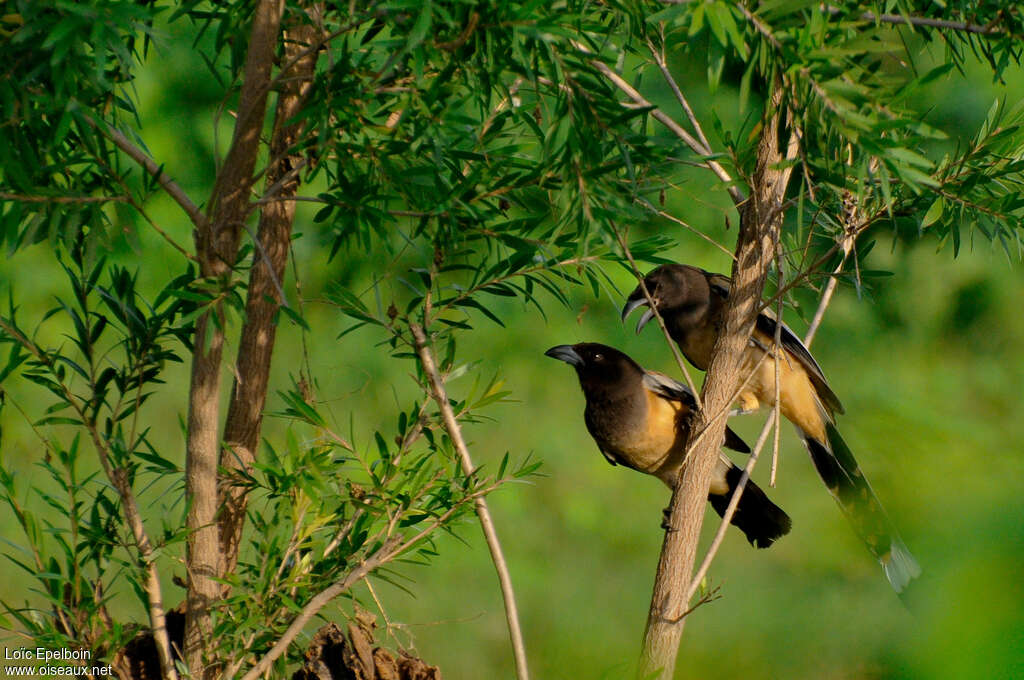 Rufous Treepieadult, Behaviour