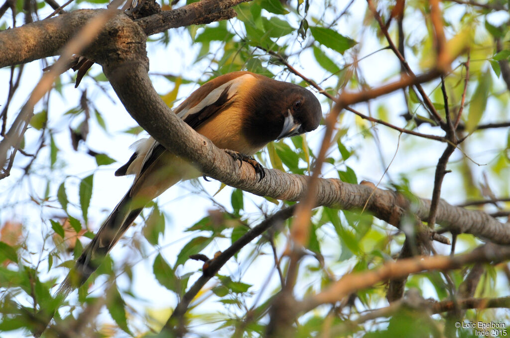 Rufous Treepie