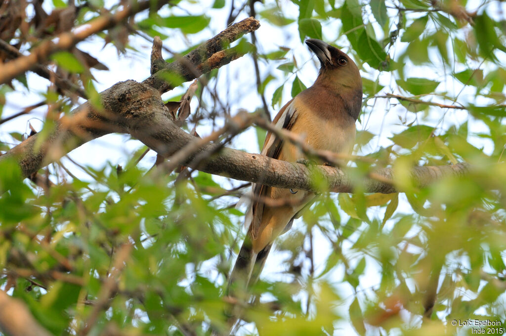 Rufous Treepie