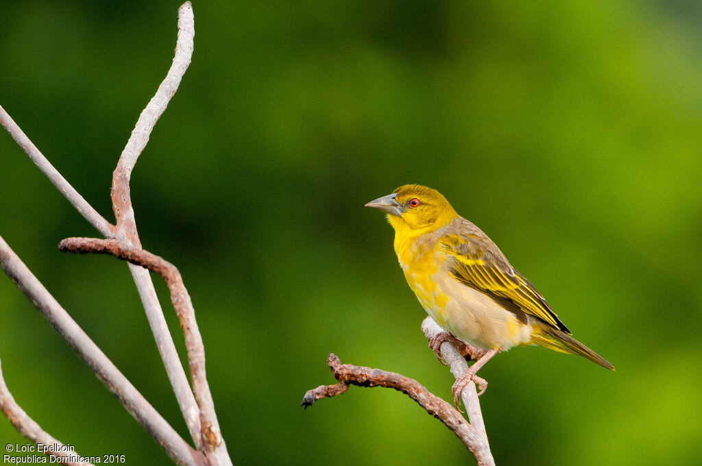 Village Weaver