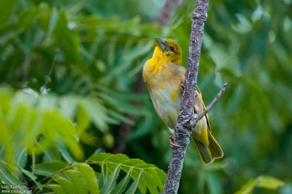 Village Weaver male First year, close-up portrait, pigmentation