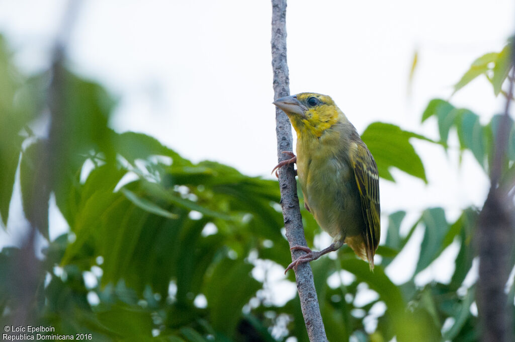 Village Weaver