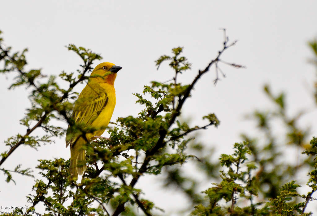 Holub's Golden Weaver male adult, habitat, pigmentation