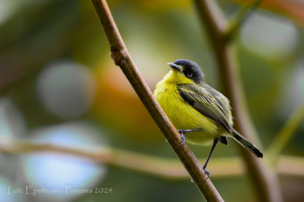 Common Tody-Flycatcher
