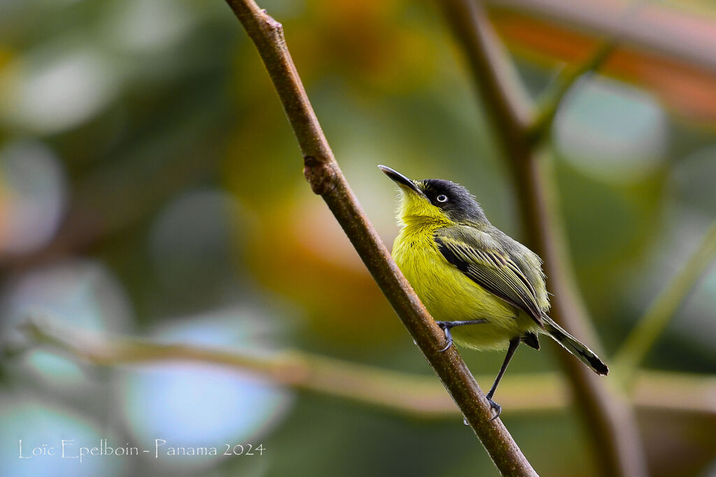 Common Tody-Flycatcher