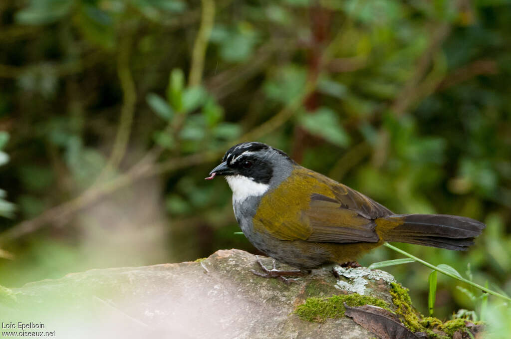 Grey-browed Brushfinchadult, identification