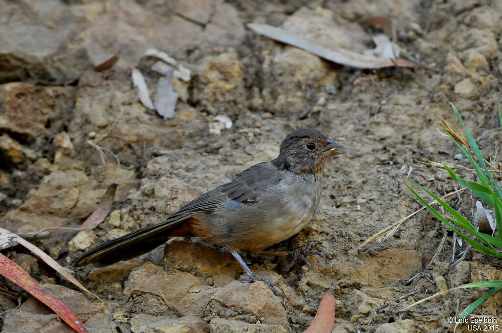 California Towhee