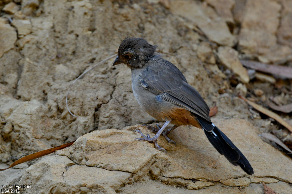 California Towhee