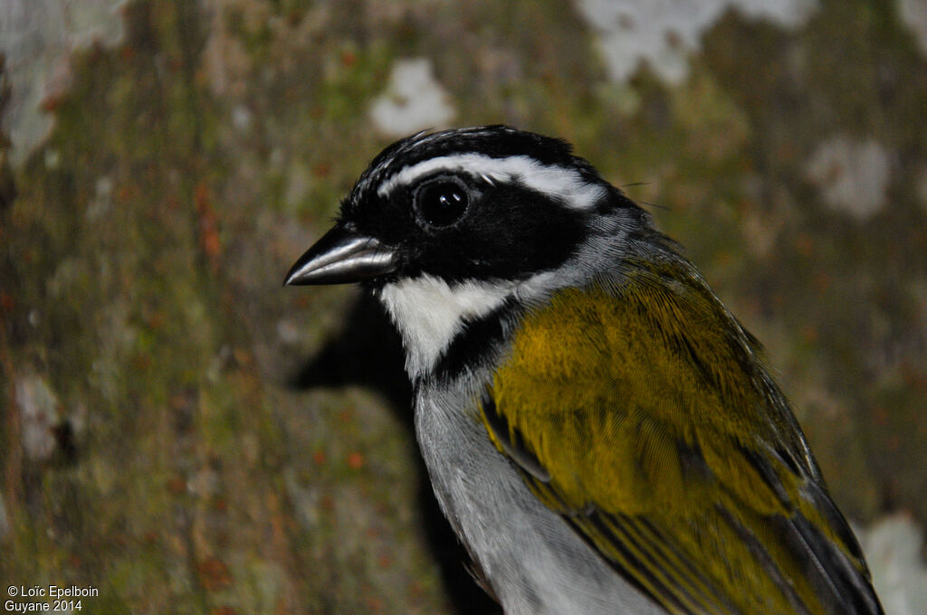 Pectoral Sparrow