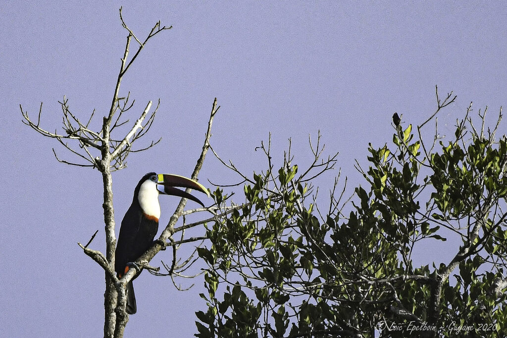 Toucan à bec rouge