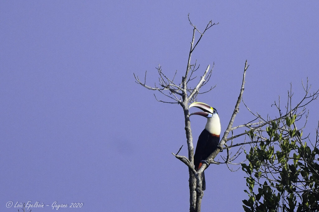 Toucan à bec rouge