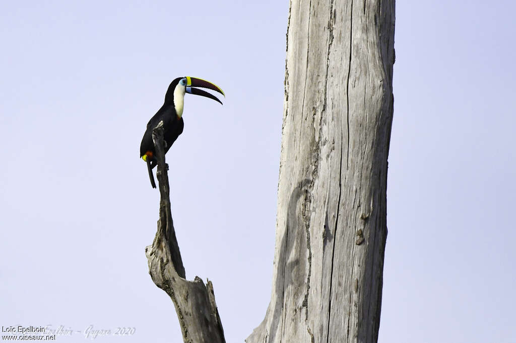 Toucan à bec rougeadulte, identification