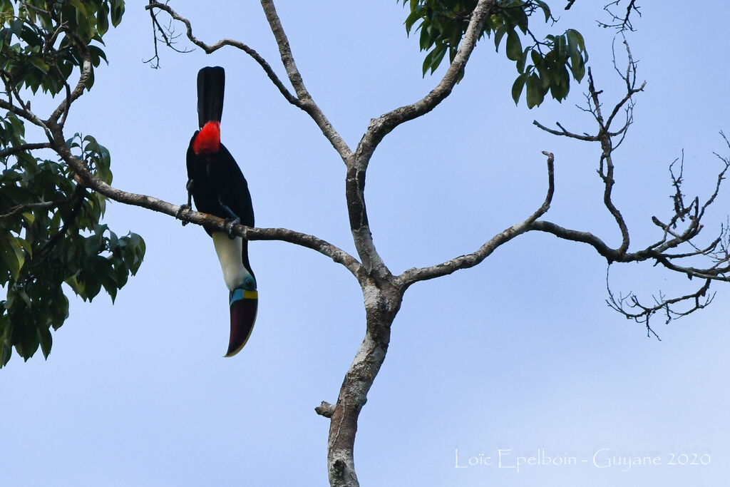 Toucan à bec rouge
