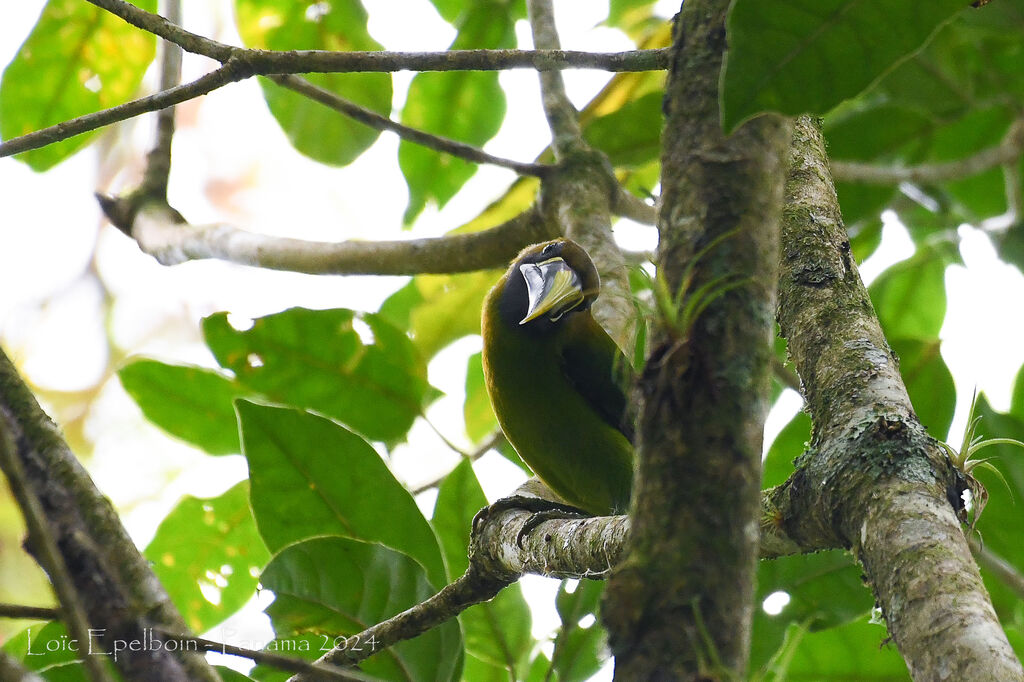 Toucanet émeraude