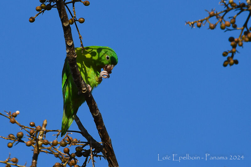 Orange-chinned Parakeet