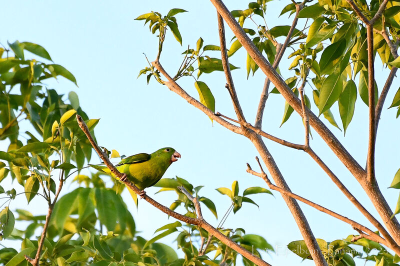 Orange-chinned Parakeet
