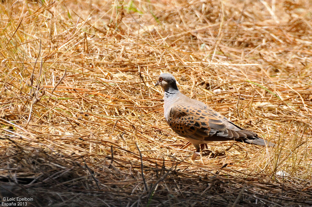 European Turtle Dove