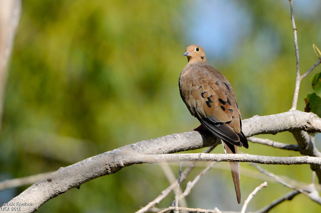 Mourning Dove